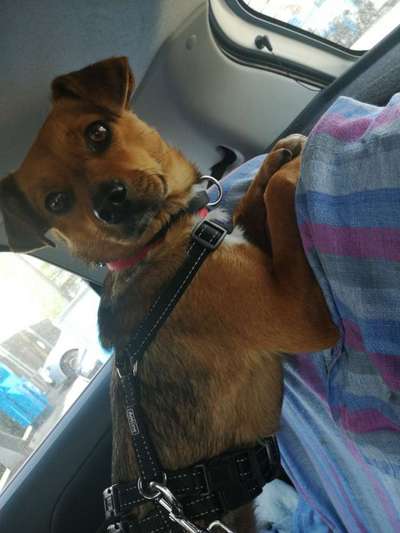 Hundetreffen-Gemeinsame Runden-Bild