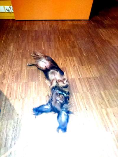 Die Dogorama Wochen Challenge-Beitrag-Bild