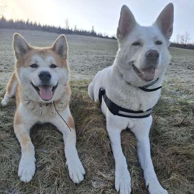 Hundetreffen-Spielpartner gesucht für Akita Rüden (5 J.) 🐾-Bild