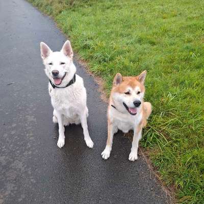 Hundetreffen-Spielpartner gesucht für Akita Rüden (5 J.) 🐾-Bild