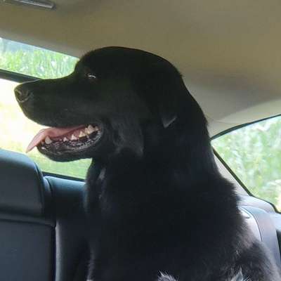 Hundetreffen-Schwerer Freund gesucht-Profilbild