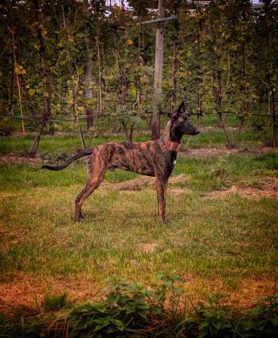 Hundetreffen-Windhund sucht einen Kumpel zum Spielen und Walken-Bild