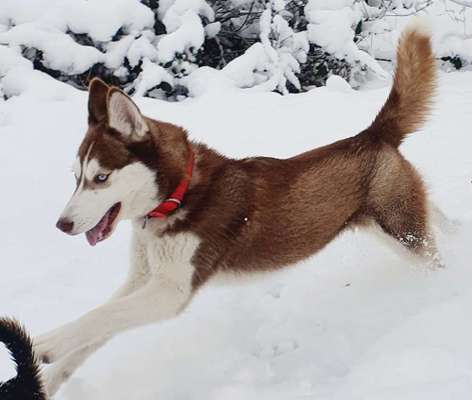 Fotochallenge 66 ~ Rennaction -Zeig deinen Hund im Lauf-Beitrag-Bild