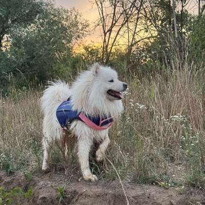 Hundetreffen-Männlicher Spiel- & Gassipartner gesucht-Bild