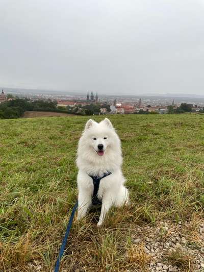 Hundetreffen-Samojeden-Spielpartner Bamberg-Bild