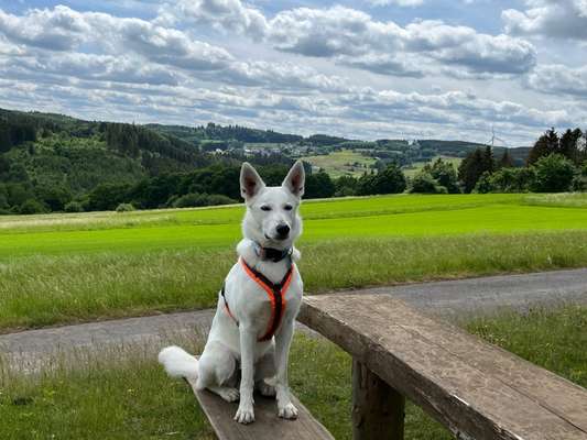 Alles rund um den Schäferhund, diskutieren erwünscht.-Beitrag-Bild