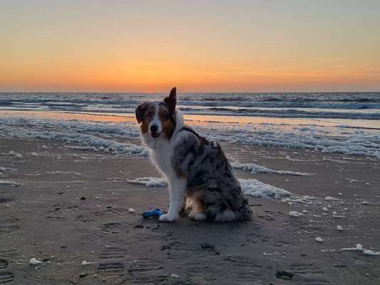 Dogorama Photo Challenge - Tierischer Urlaub-Beitrag-Bild