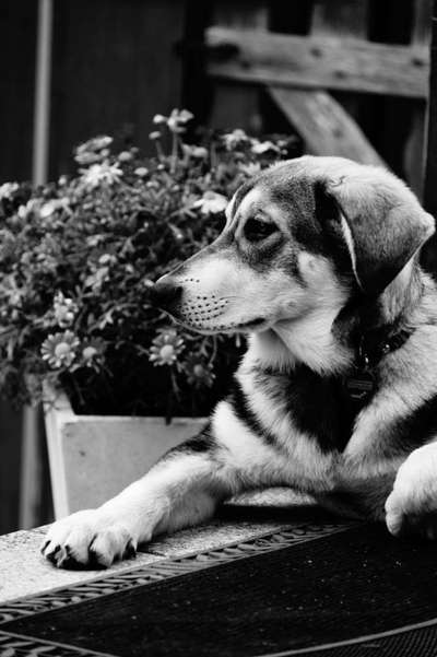 Dogorama Photo Challenge - Portrait-Beitrag-Bild