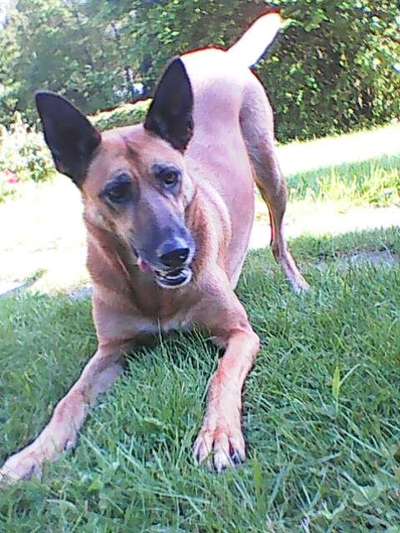 Hund aus dem Spanischen Tierschutz-Beitrag-Bild