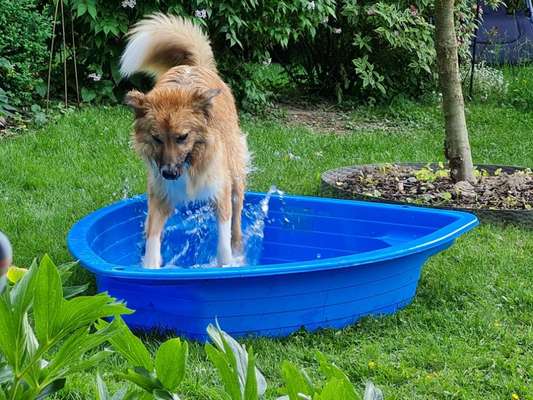 Die Dogorama Kalender Challenge 4/4-Beitrag-Bild