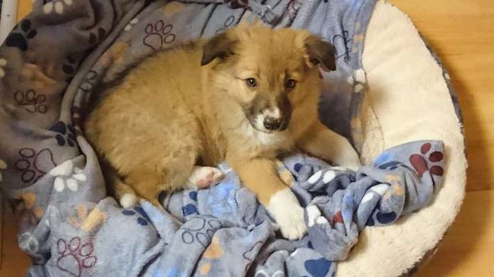 Die Dogorama Kalender Challenge 4/4-Beitrag-Bild