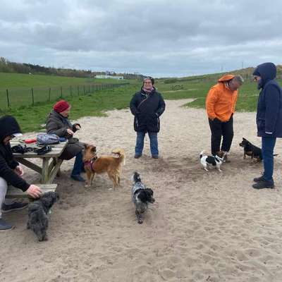 Hundetreffen-Kleine Hundetreff-Bild