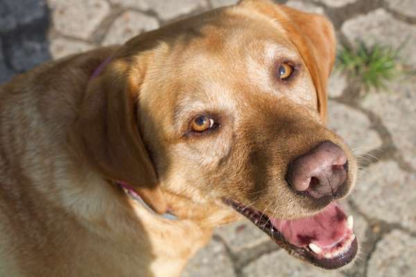 Die Dogorama-Wochen-Challenge "Die schönste Grimasse"-Beitrag-Bild