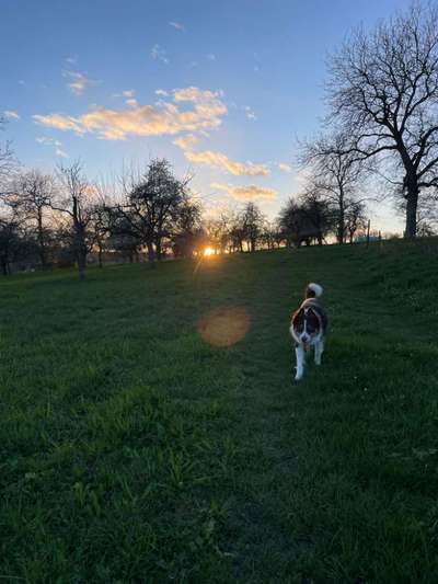 Hundetreffen-Gemeinsame Gassirunden + Training-Bild