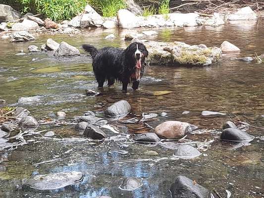 Hundetreffen-Berner rreffen-Bild