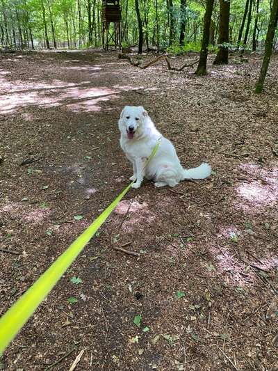 Hundetreffen-Treffen im Bereich Flensburg Weiche-Bild