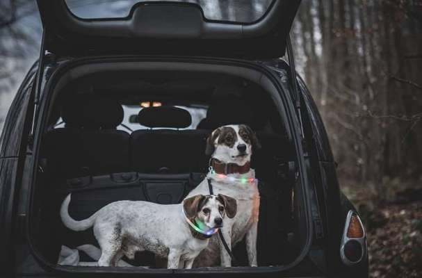 FOTOCHALLENGE 70 - Dein Hund im Auto-Beitrag-Bild