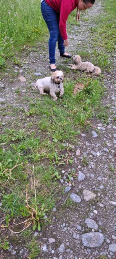 Havaneser dabei?:)-Beitrag-Bild