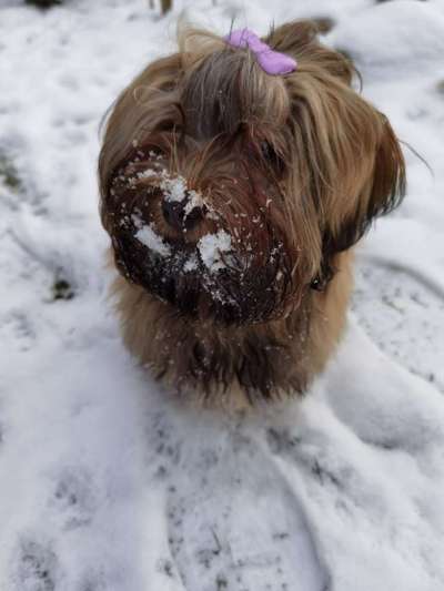 Fotochallenge 61 ~ Schnee-Beitrag-Bild