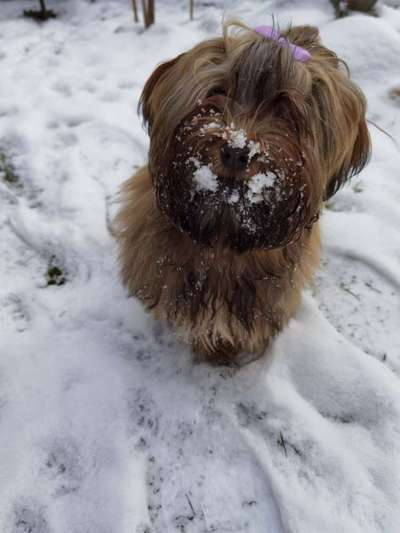 24. Collage-Challenge  *Hund im Schnee*-Beitrag-Bild