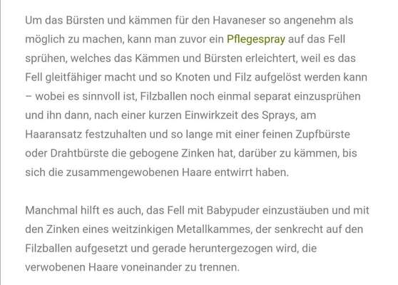 Havaneser dabei?:)-Beitrag-Bild