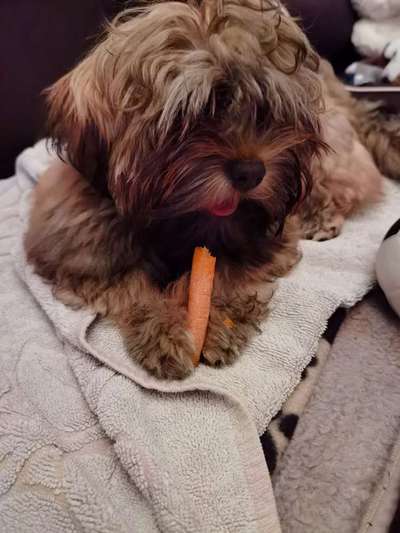 Welpen Bilder !-Beitrag-Bild