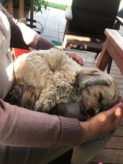 Mein Hund vertraut mir (in der Wohnung) nicht-Beitrag-Bild