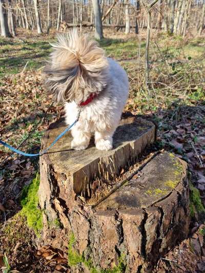 Dogorama Photo Challenge - Fail/Outtakes-Beitrag-Bild