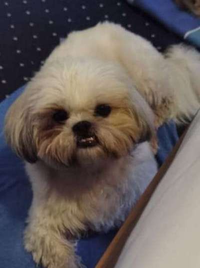 Shih Tzu von Jung bis Senioren-Beitrag-Bild