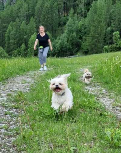 Handy Foto Challange Nr. 46  Happy Dog-Beitrag-Bild