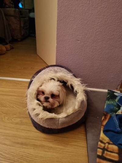Shih Tzu von Jung bis Senioren-Beitrag-Bild