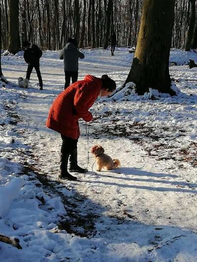 24. Collage-Challenge  *Hund im Schnee*-Beitrag-Bild