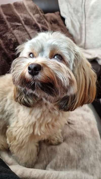 Havaneser dabei?:)-Beitrag-Bild