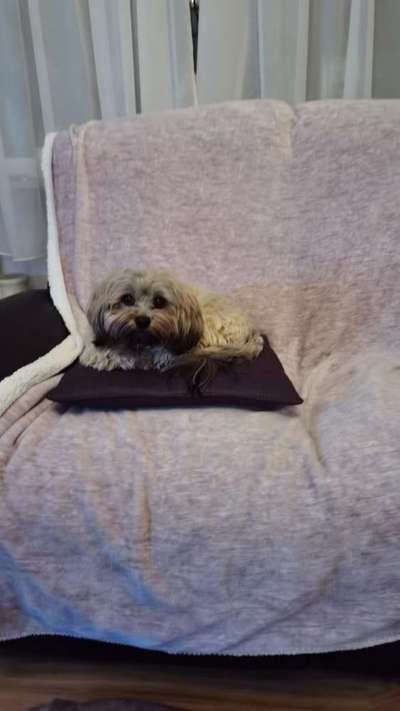 Havaneser dabei?:)-Beitrag-Bild