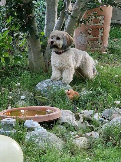 Havaneser dabei?:)-Beitrag-Bild