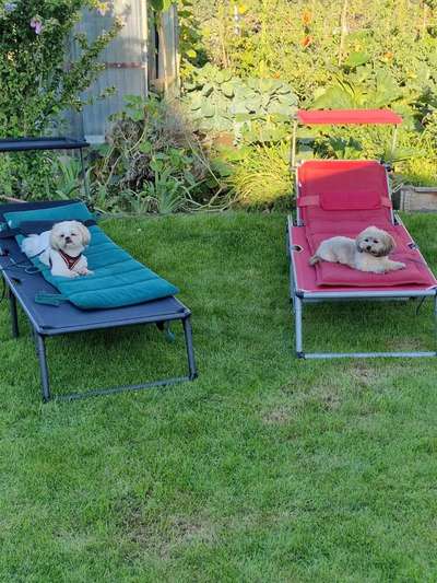 Schlafplatz im Garten-Beitrag-Bild