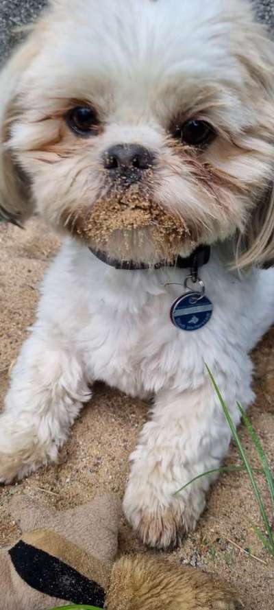 Die Augen Deines Hundes-Beitrag-Bild