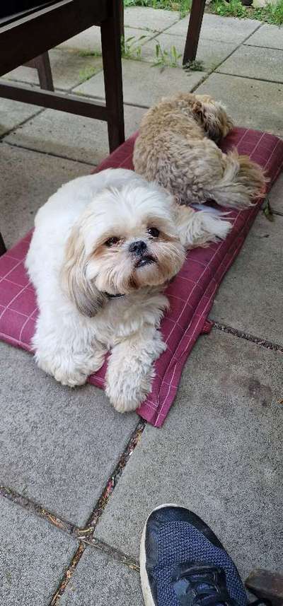 Shih Tzu von Jung bis Senioren-Beitrag-Bild