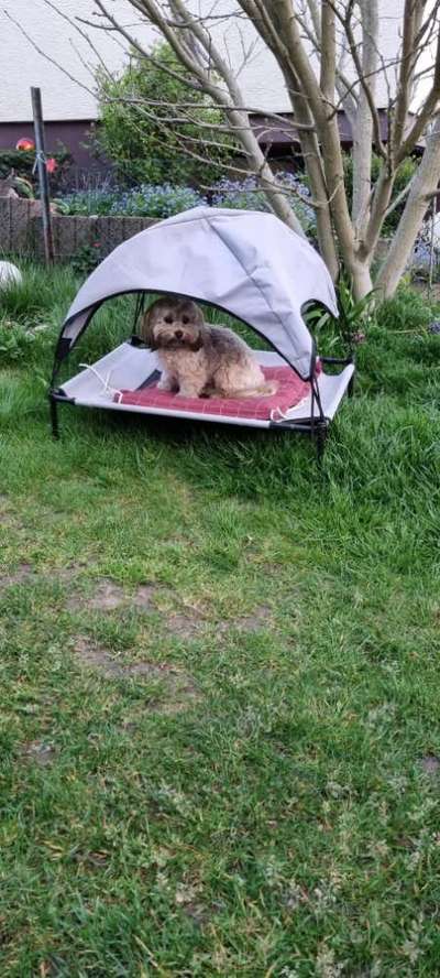 Havaneser dabei?:)-Beitrag-Bild