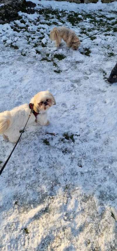 24. Collage-Challenge  *Hund im Schnee*-Beitrag-Bild