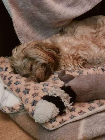 Havaneser dabei?:)-Beitrag-Bild