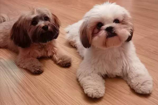 Shih Tzu von Jung bis Senioren-Beitrag-Bild