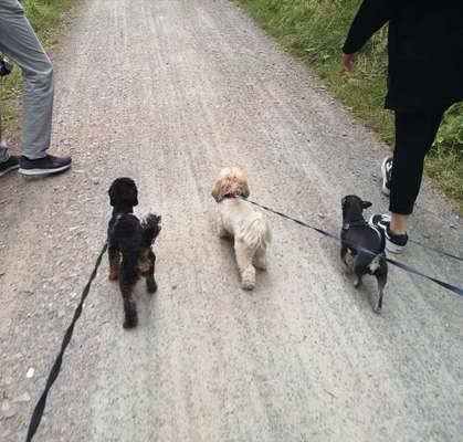 Hunde treffen ? Nutzt ihr die Funktion oder nicht-Beitrag-Bild