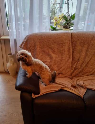 Havaneser dabei?:)-Beitrag-Bild