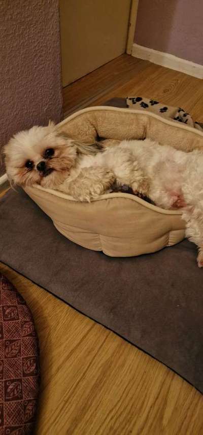 Die Augen Deines Hundes-Beitrag-Bild