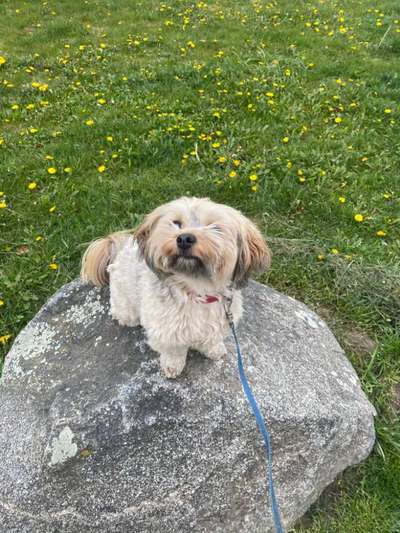 Handy Foto Challange Nr. 46  Happy Dog-Beitrag-Bild