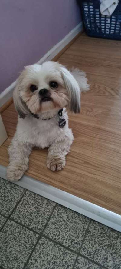 Die Augen Deines Hundes-Beitrag-Bild