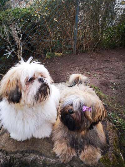 Bild wo euer Hund quatsch macht-Beitrag-Bild