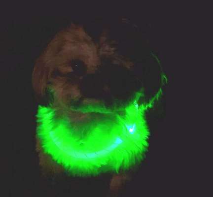 Beleuchtung beim Gassigang-Beitrag-Bild