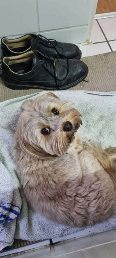 Havaneser dabei?:)-Beitrag-Bild